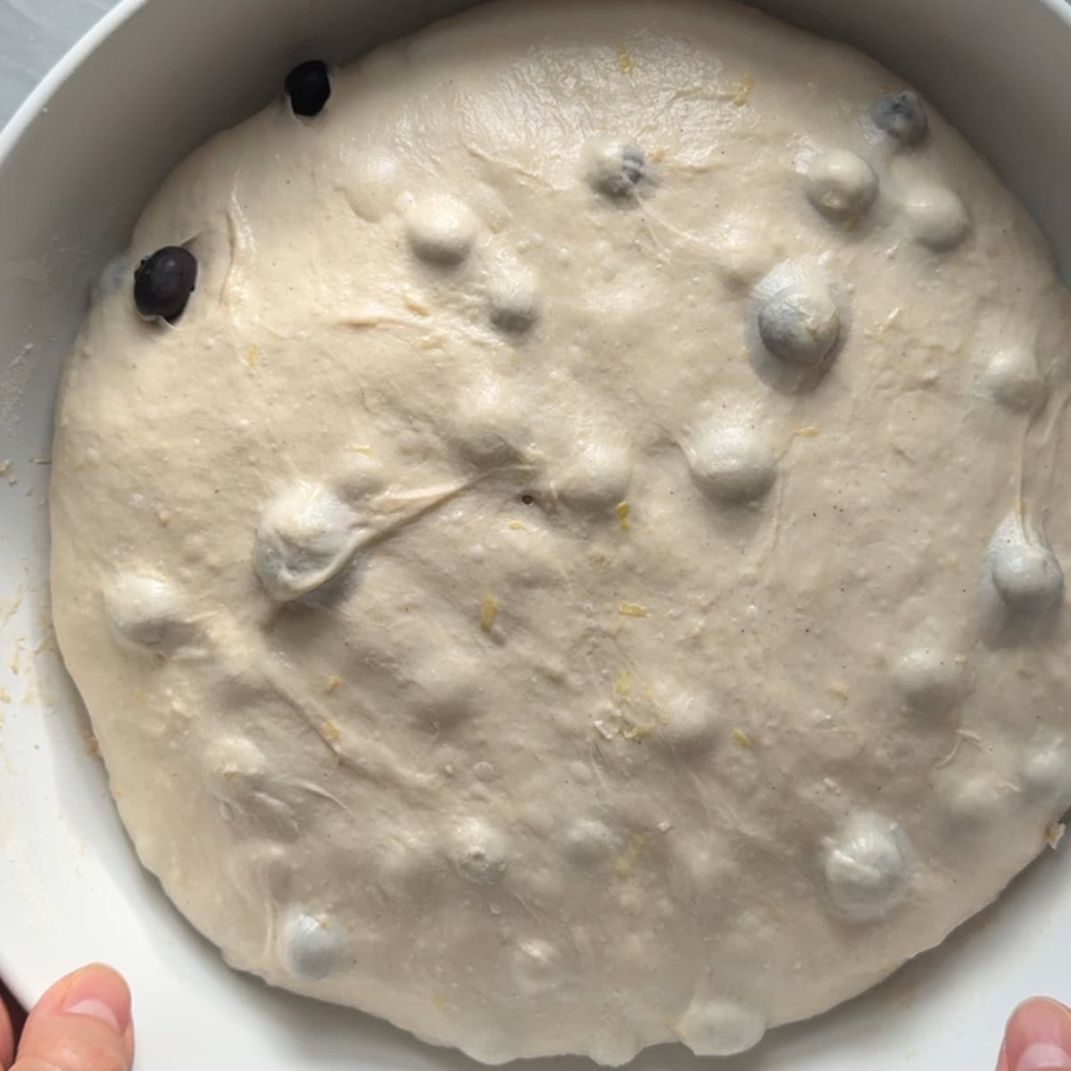 blueberry bread dough after rising by 75%