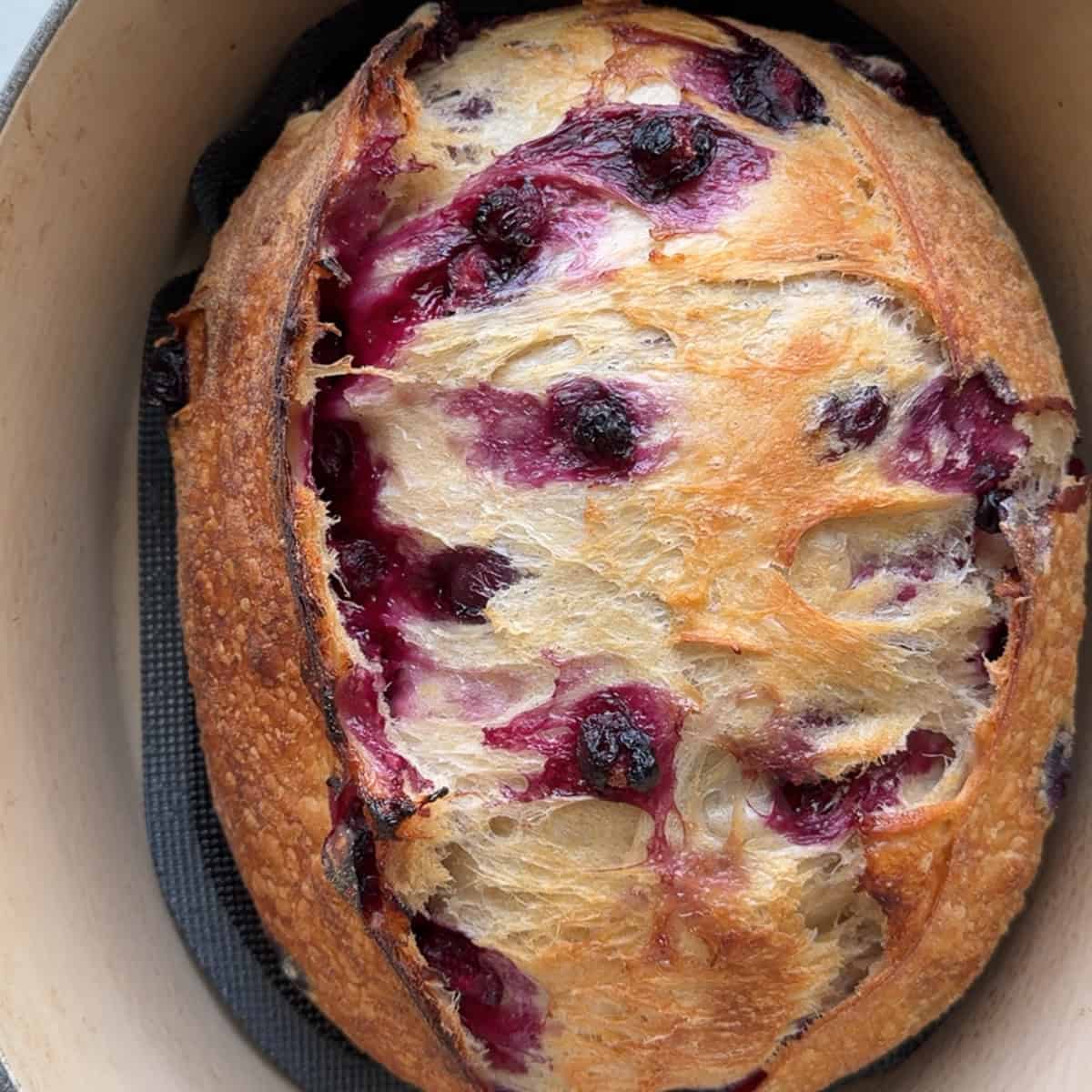 finished loaf of lemon blueberry sourdough bread in dutch oven after baking